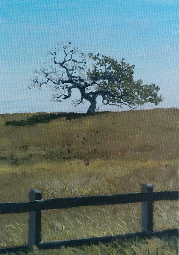 Live oak